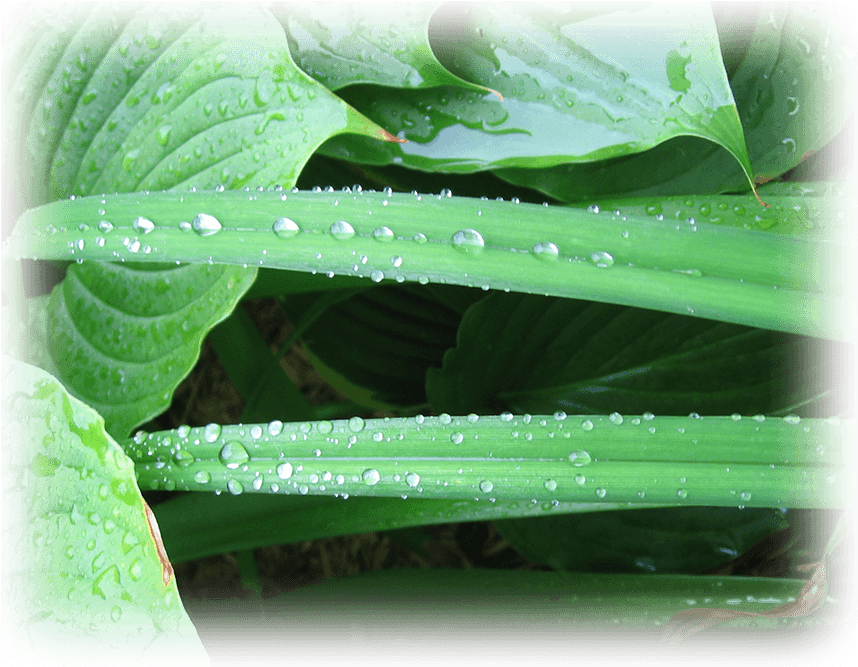 Dew Drops - Drop Clipart (873x681), Png Download