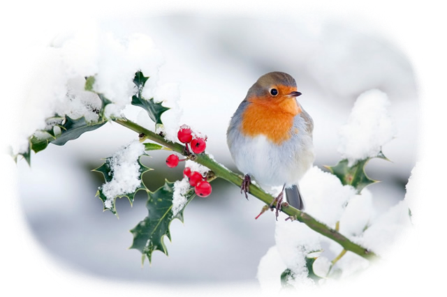 #scene #snow #robin #winter #holly #christmas #xmas - Robin Red Breast In Snow Clipart (640x426), Png Download