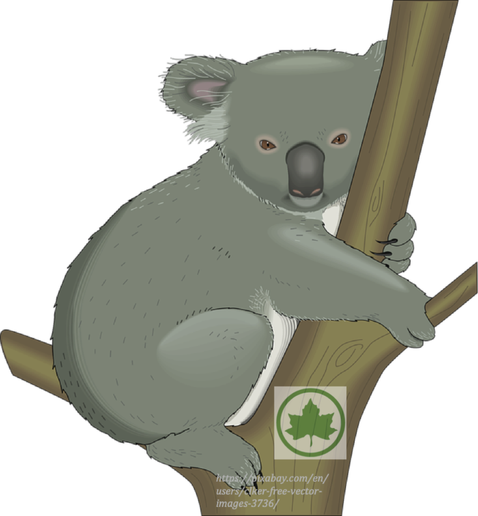 Lesson 80 Riding With Confidence, In R - Free Clip Art Koala - Png Download (949x1024), Png Download