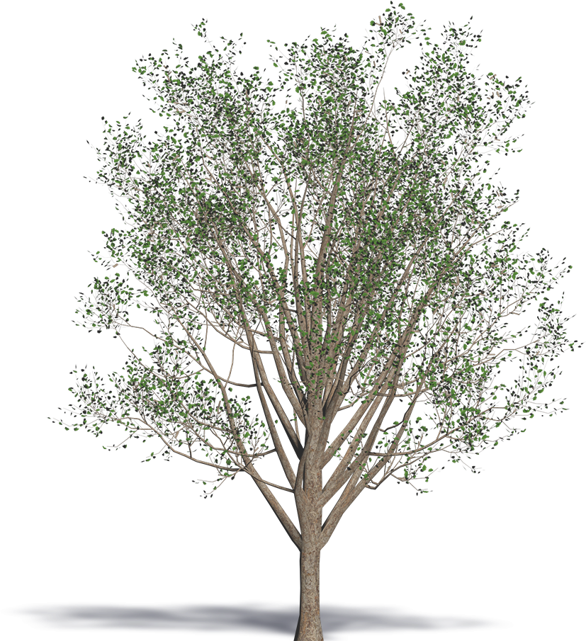 Ginkgo Biloba - Wood Clipart (1000x1000), Png Download