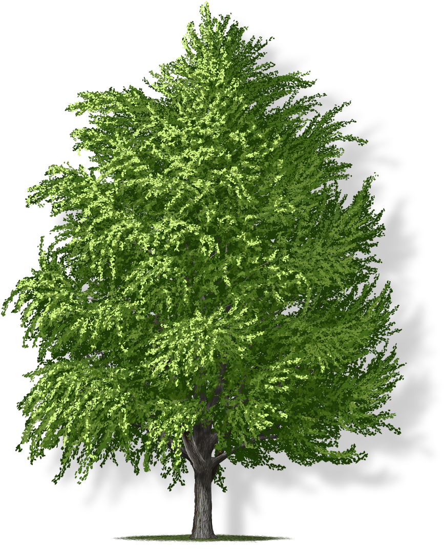Tree Height - Pine Tree Top View Png Clipart (1016x1080), Png Download