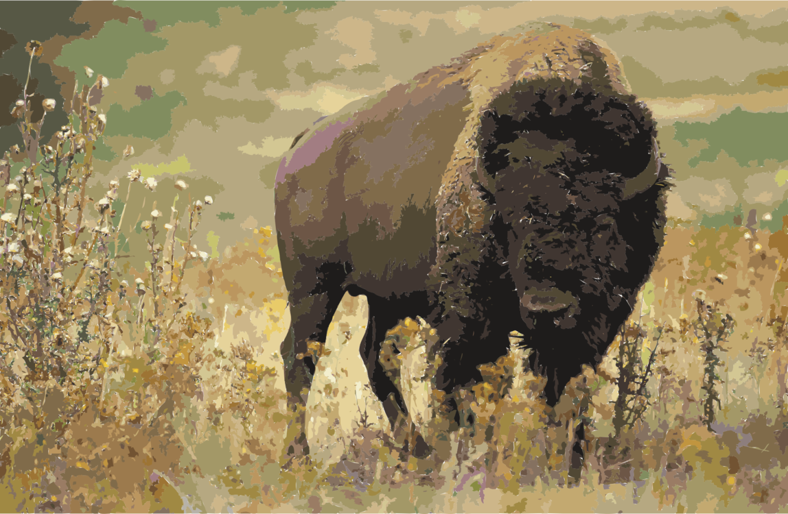 National Park Water Buffalo Animal Gray Wolf Stephens - Temperate Grassland Animals Bison Clipart (1148x750), Png Download