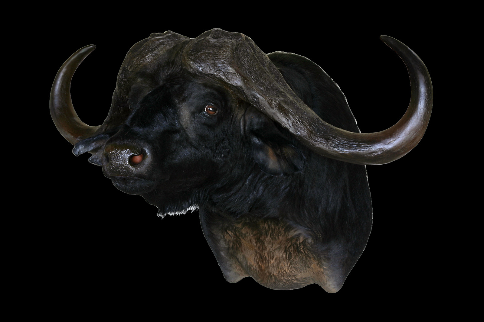 Bull Clipart (1600x1066), Png Download