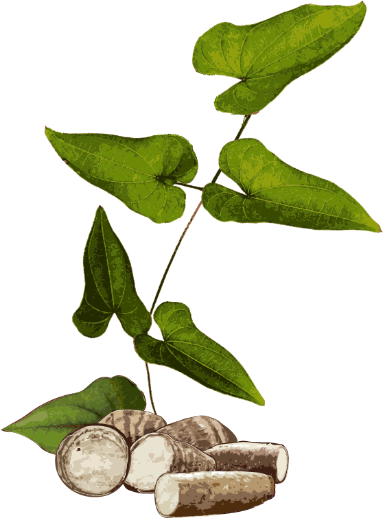 Download Yams Yam Plant Png Clipart Png Download PikPng