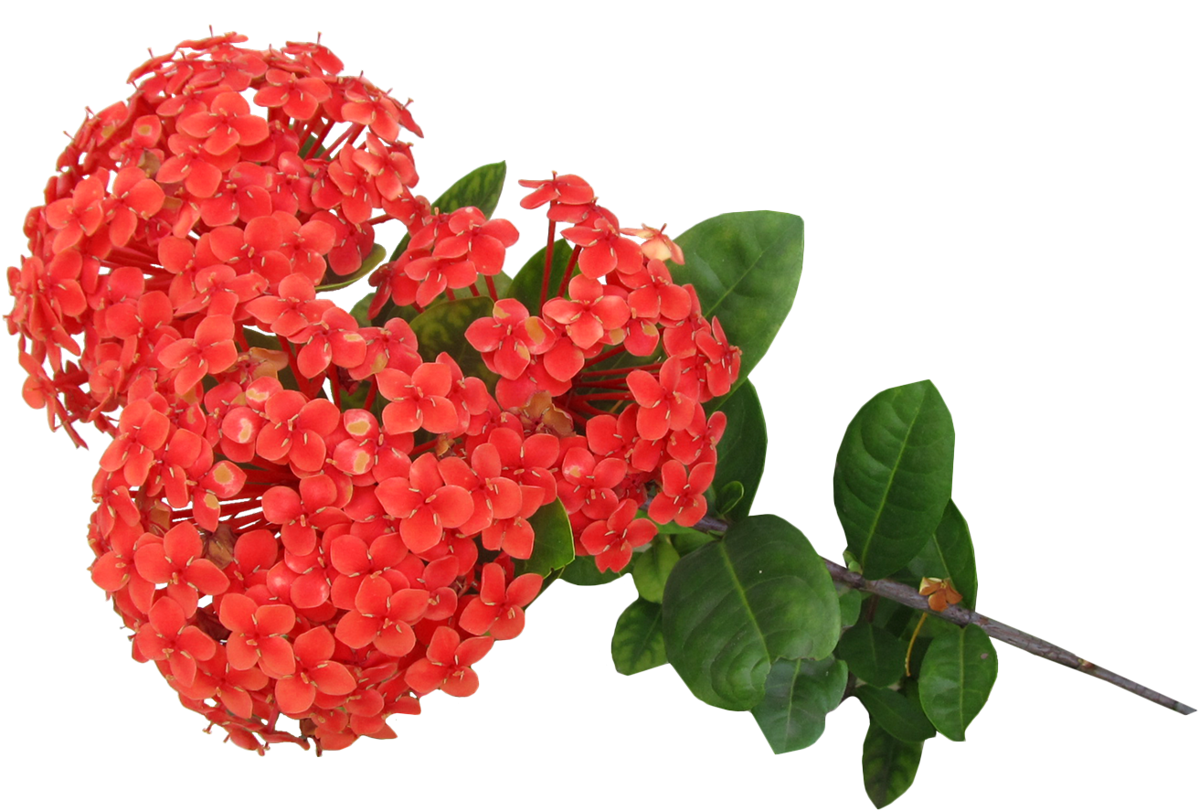 Rosa Laranja Png Flor Ixoria Vermelha Em Png Clipart (1365x933), Png Download