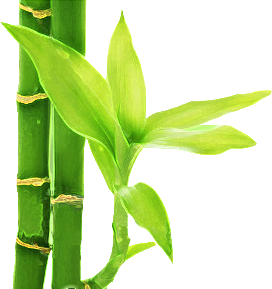 Bambu 3 - Flor De Bambu Png Clipart (1014x1014), Png Download