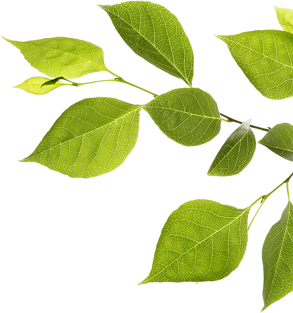 Branch With Green Leaves - Twig Clipart (1000x1081), Png Download