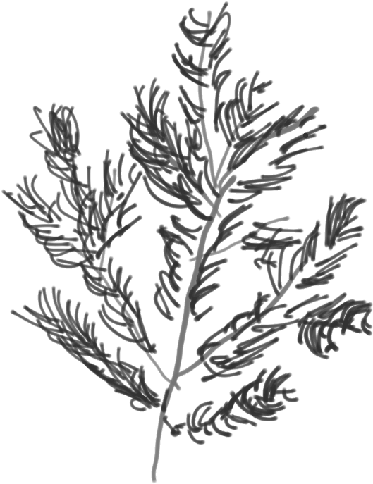 Douglass Fir Branch - Lavandula Dentata Clipart (801x908), Png Download