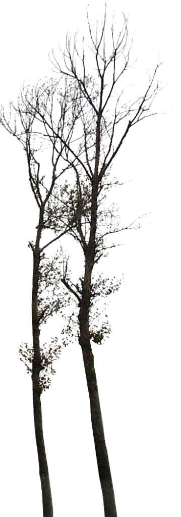 Arboles Png - Birch Clipart (359x1024), Png Download