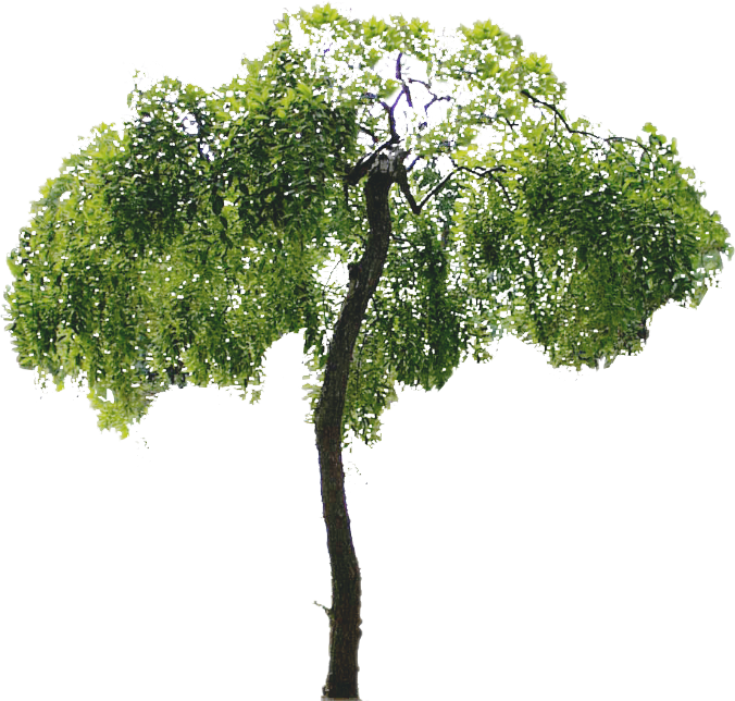 Arboles Png - Tree Psd Clipart (676x644), Png Download