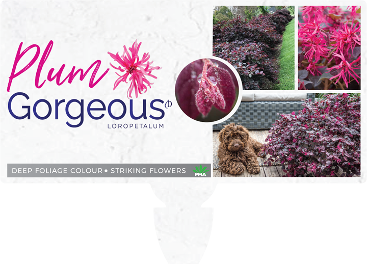 Where To Buy - African Daisy Clipart (720x518), Png Download