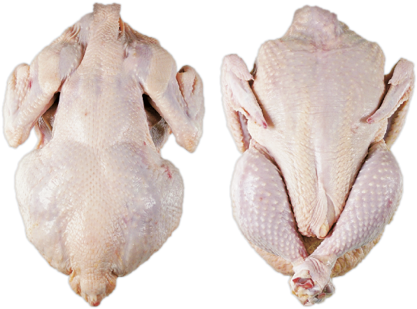 Eastern Spadefoot Clipart (686x503), Png Download