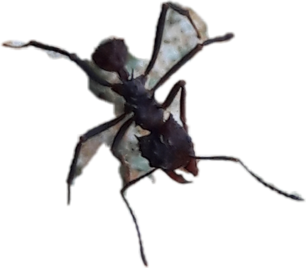 #la Hormiga - Membrane-winged Insect Clipart (1024x899), Png Download