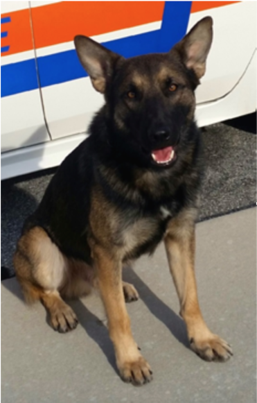 Port Orange Police Department K9 Dies - Old German Shepherd Dog Clipart (870x580), Png Download