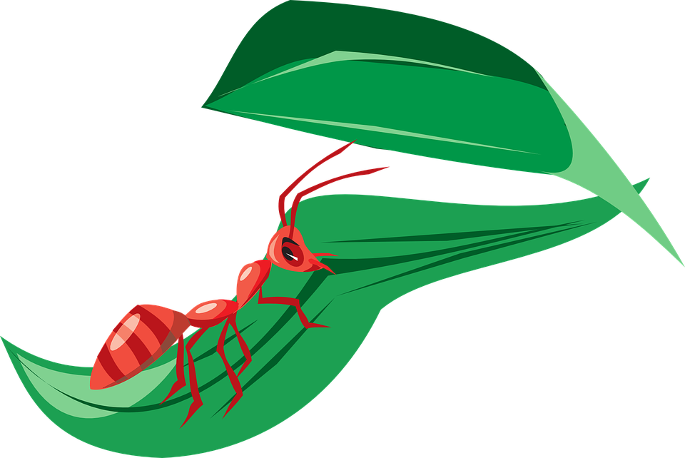 Ant On Leaf Clipart Png Transparent Png (960x642), Png Download