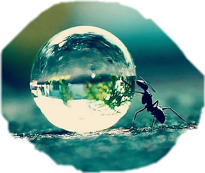 Mi Hormiga Es Un Insecto @asiangirl101 - Close Up Of A Raindrop Clipart (694x586), Png Download