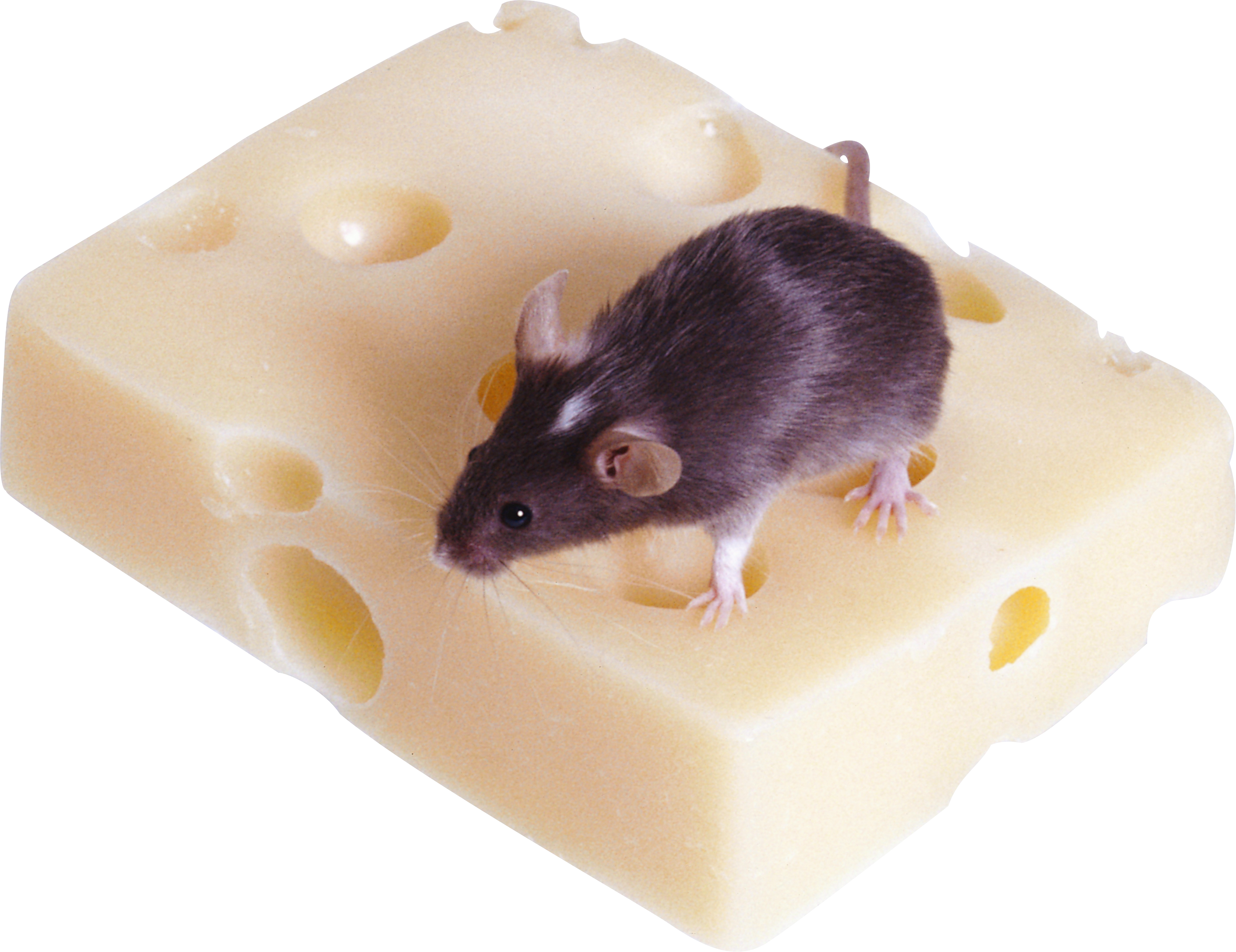 Mouse, Rat Png Image - Cooked Rice Clipart (2823x2175), Png Download