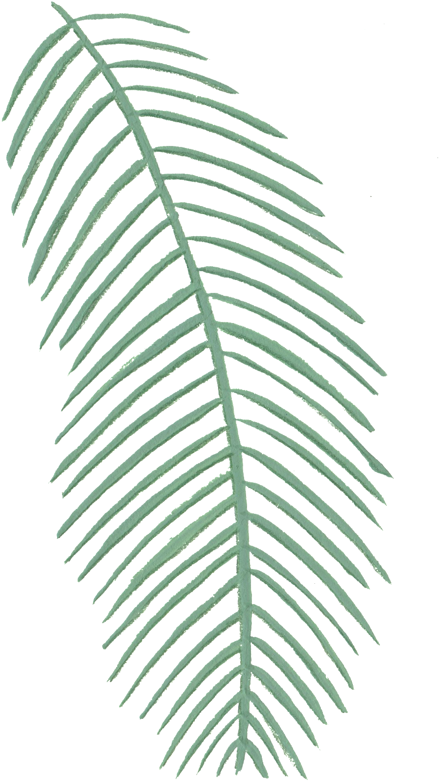 Creative Coconut Leaf Design Decoration Vector - Circle Clipart (892x1586), Png Download