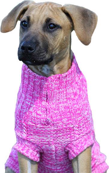 Dog Jumper Chunky Knit - Black Mouth Cur Clipart (600x600), Png Download