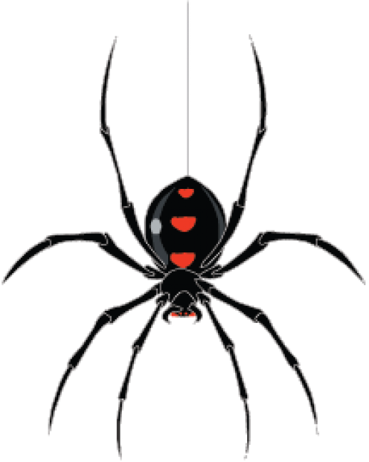Free Graphics Download - Black Widow Spider Png Clipart (518x648), Png Download