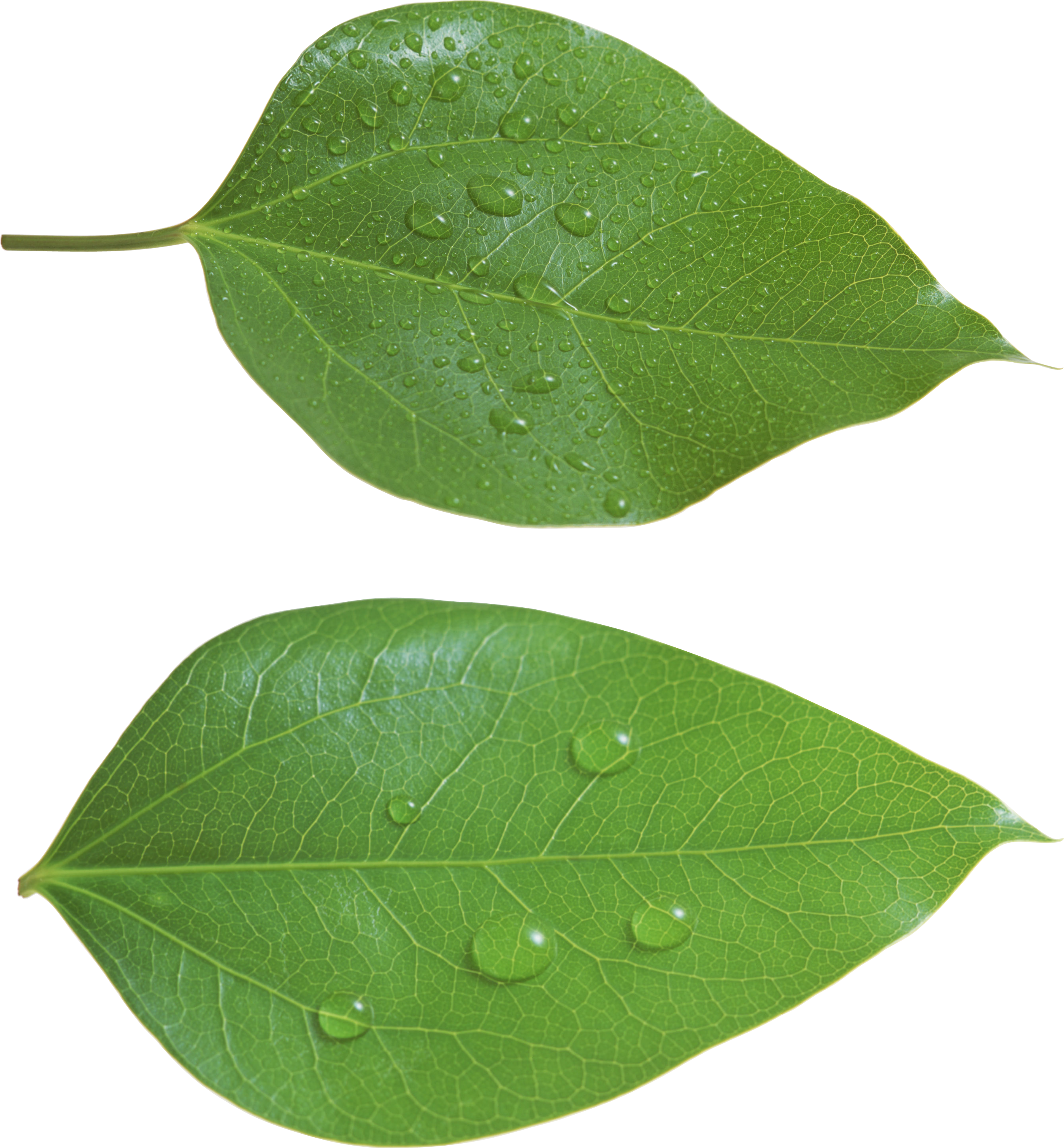 Green Leaves Green Leaves - Leaf Png Clipart (2682x2896), Png Download