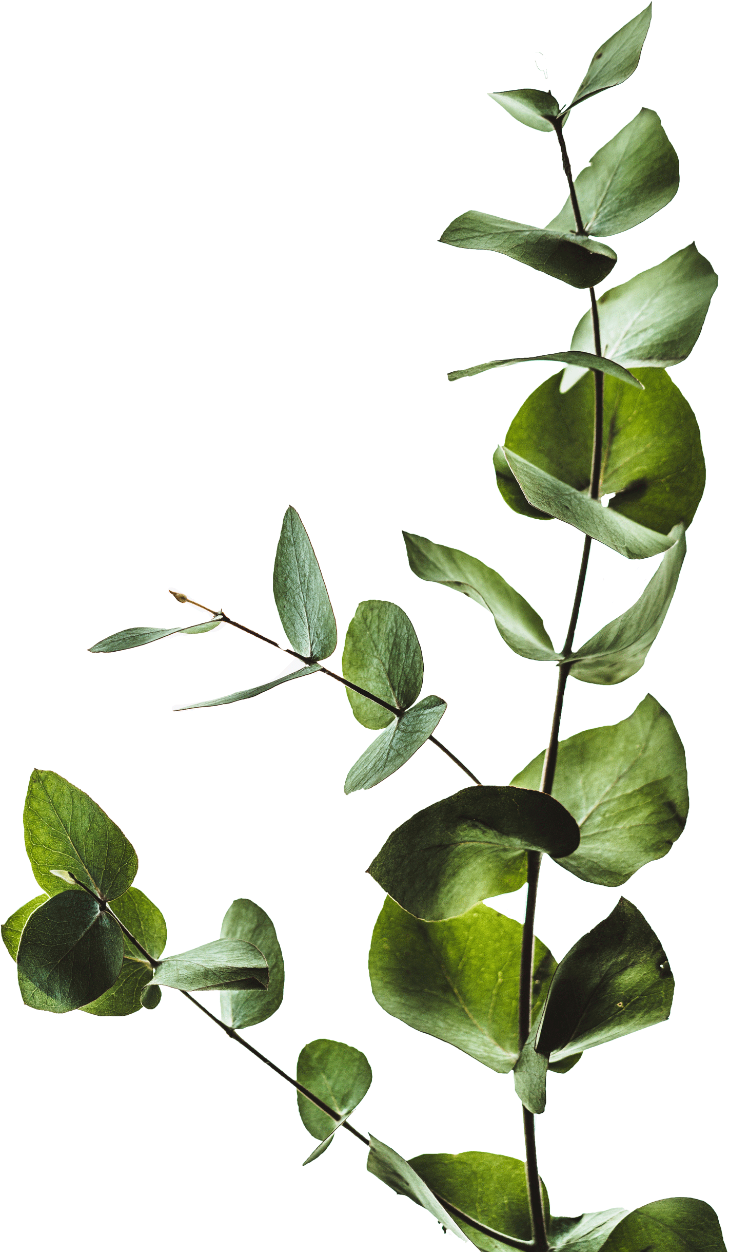 More Info Coming Soon - Iphone Xs Wallpaper Leaves Clipart (2000x2998), Png Download