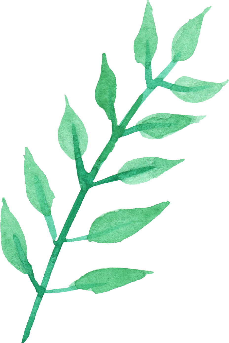 Stem Of A Plant Png Transparent Stem Of A Plant - Watercolor Leaf Transparent Background Clipart (929x1390), Png Download
