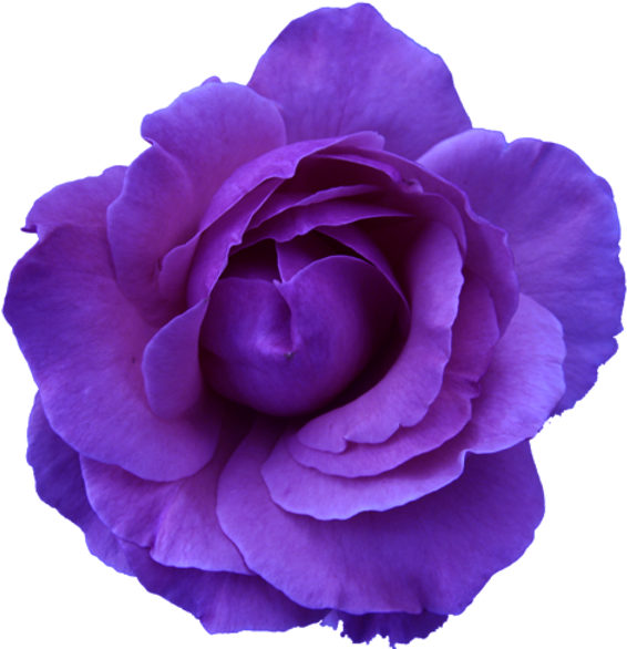 Flower Rose Wild Blue Purple Transparent - Flowers With Transparent Background Clipart (600x595), Png Download