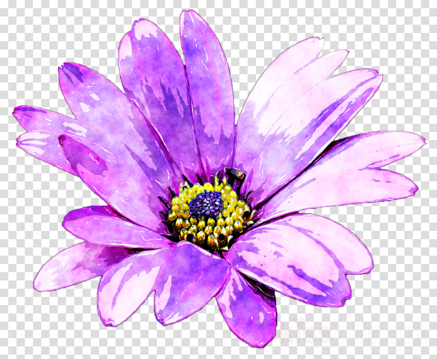Purple Flower Painting Clipart Common Daisy Watercolor - Png Download (900x740), Png Download