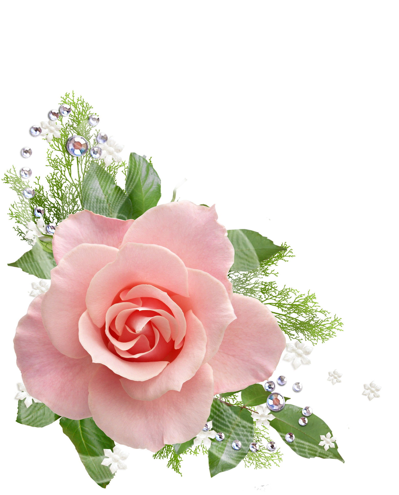 Single Pink Rose Png - Pink Roses Transparent Background Clipart (1774x1998), Png Download