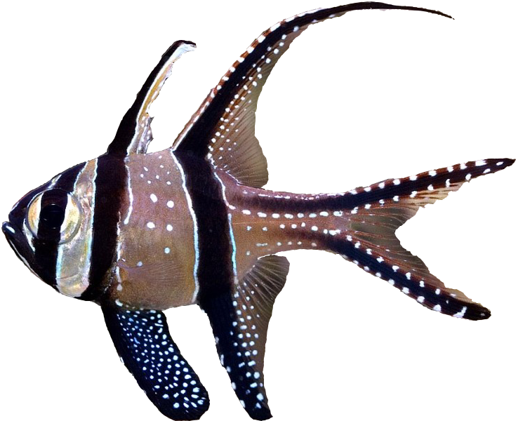 Banggai Cardinalfish - Banggai Cardinal Fish Png Clipart (1024x731), Png Download