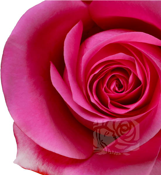 Dark Pink Roses - Garden Roses Clipart (658x597), Png Download