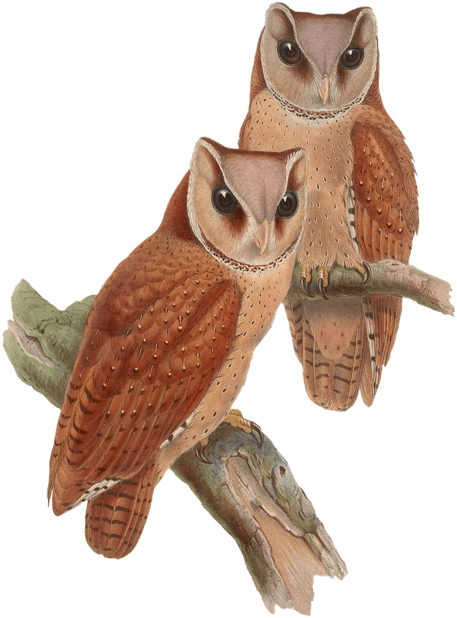 Bird, Owl, Animal, Vintage, Isolated, Png - Imagenes De Animales Vintage Clipart (500x720), Png Download