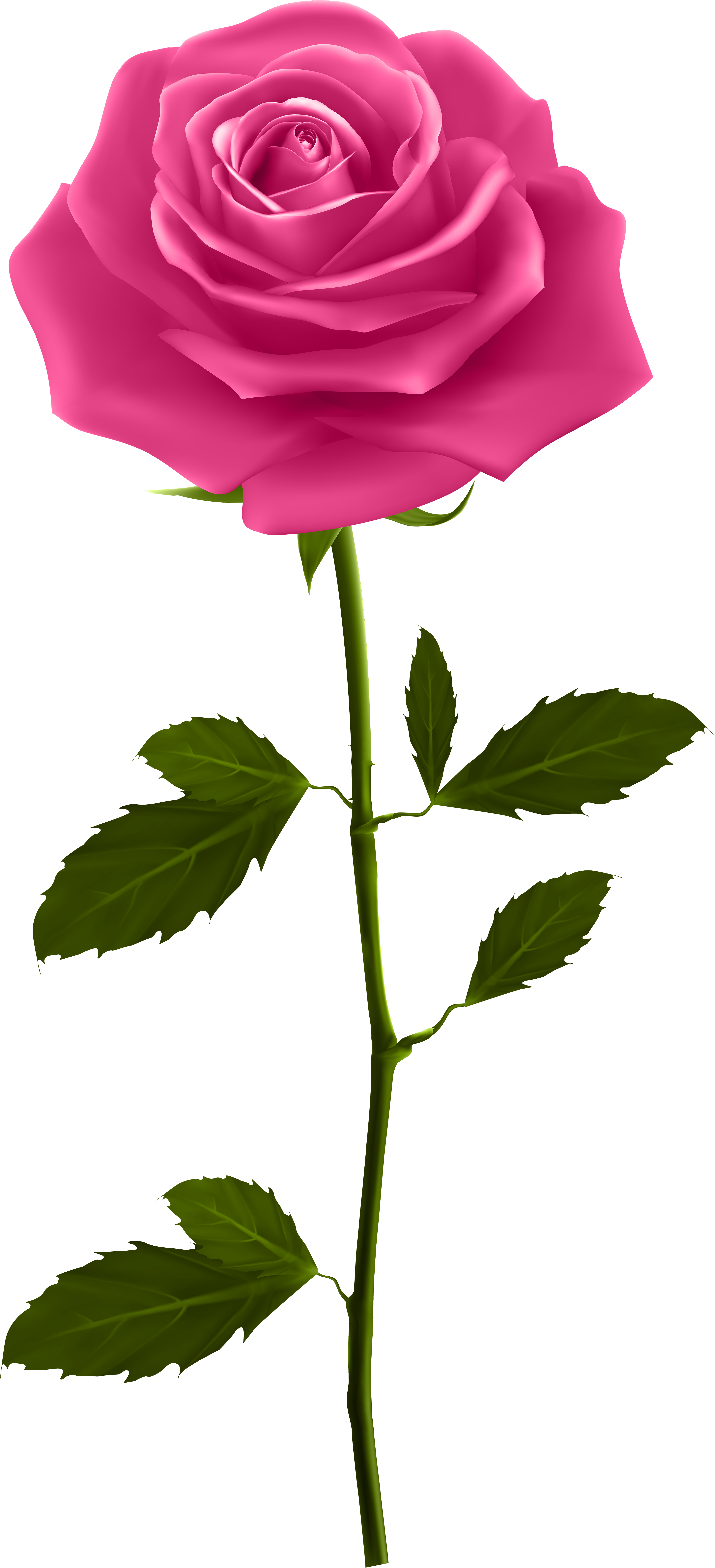 Image Free Library Pink With Stem Png Clip Art Image - Good Morning Png Hd Transparent Png (3741x8000), Png Download