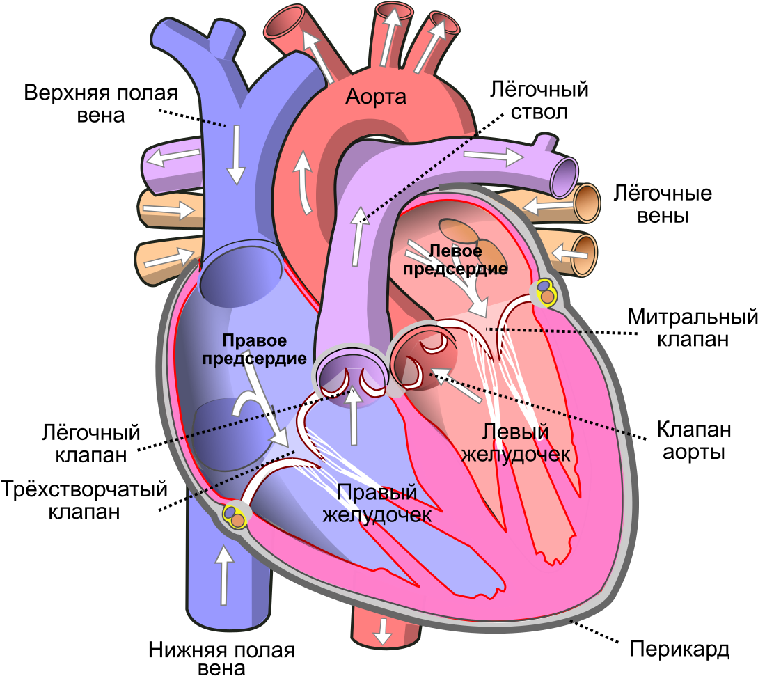 File - Heart Ru - Svg - Human Body Heart Clipart (1146x1024), Png Download