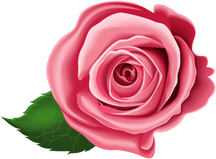 Free Png Download Rose Png Images Background Png Images - Pink Transparent Clipart Roses (850x629), Png Download
