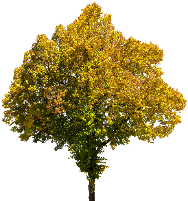 Imagenes De Arboles Png Clipart (639x640), Png Download