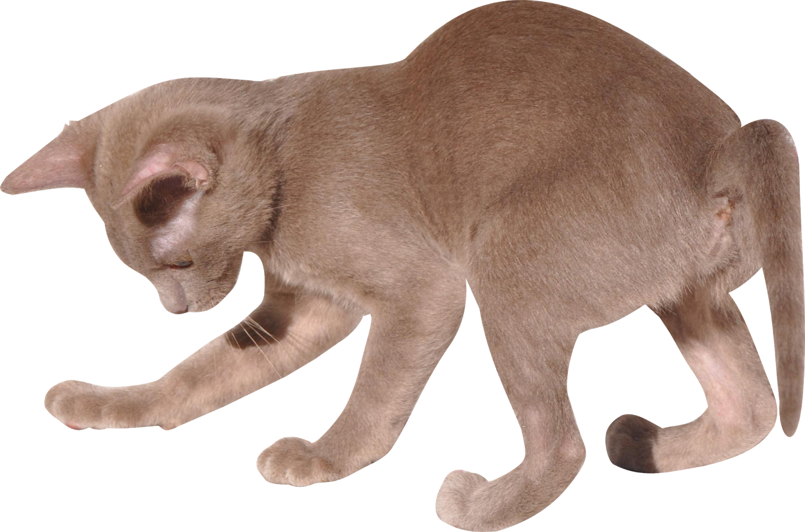 Cat Calendar, Calendar 2018, Cat Clipart, Free Cat, - Free Clipart Transparent Background Cats - Png Download (1600x1059), Png Download
