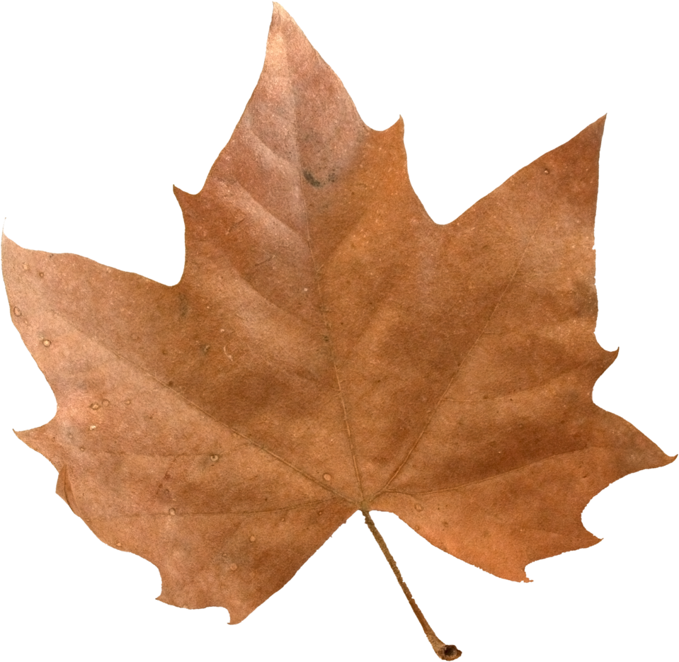 Brown Maple Leaf - Maple Leaf Clipart (1000x1000), Png Download