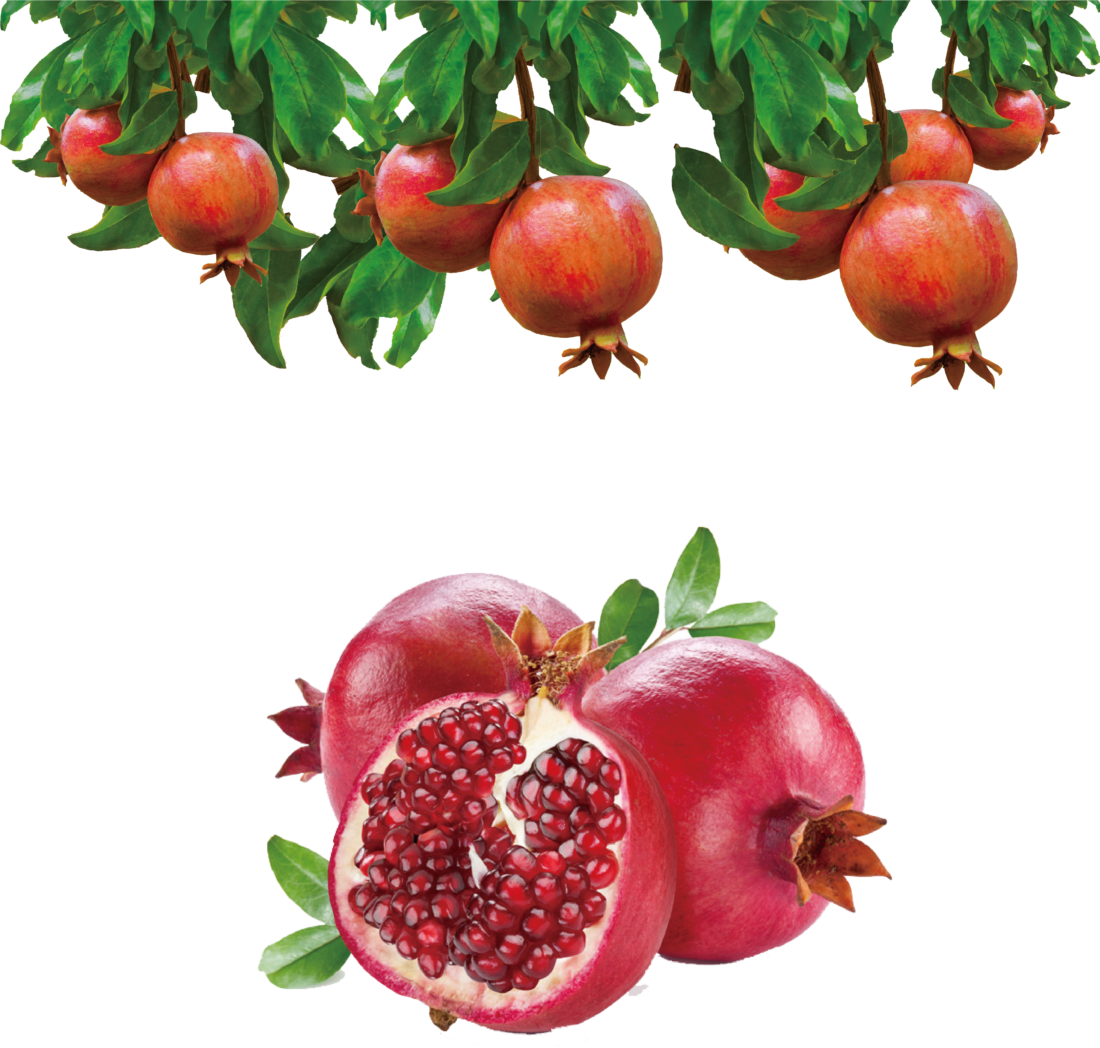 3543 X 3972 9 - Pomegranate Seed Clipart (3543x3972), Png Download