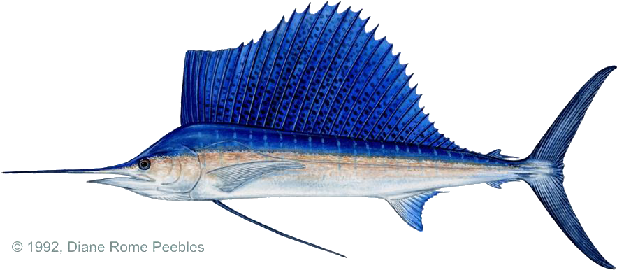 Costa Rica Indo-pacific Sailfish - Draw Sailfish Clipart (900x401), Png Download