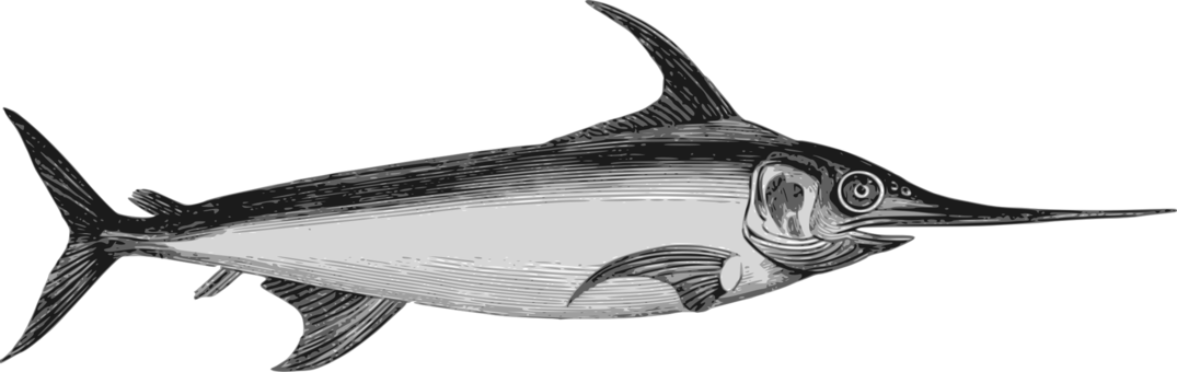 Download Similars - Espadon Marlin Clipart (1075x340), Png Download