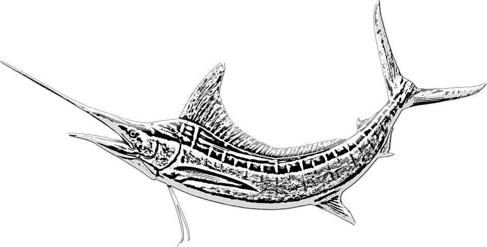Marlin Fish Sword Fish Game Fishing Marlin Fishing - Atlantic Blue Marlin Clipart (960x487), Png Download