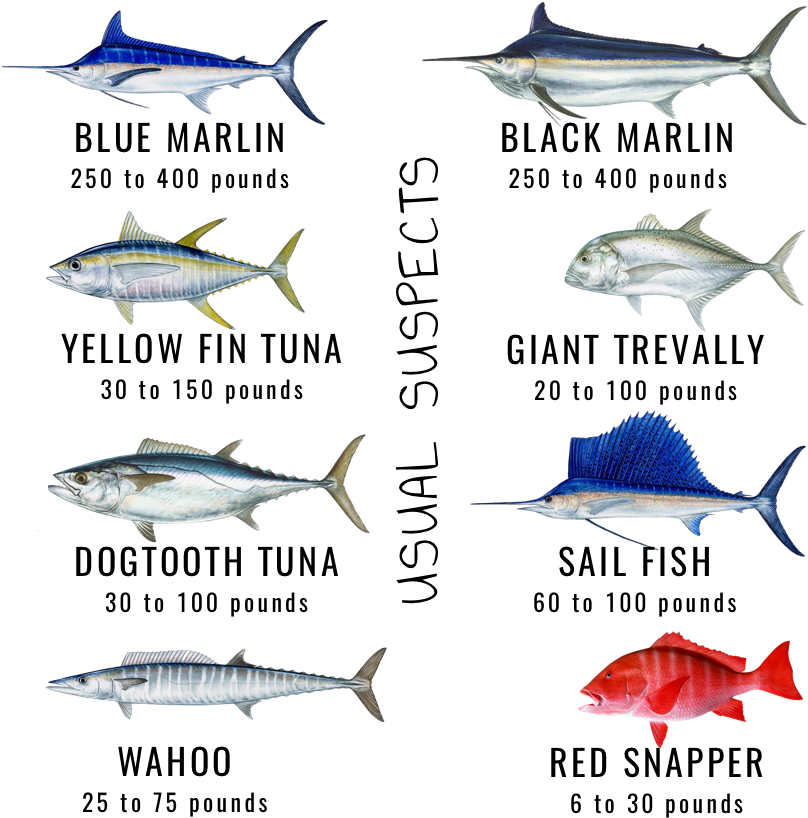 Maldives Game Fishes Skull Fishing - Types Of Tuna In Maldives Clipart (906x849), Png Download
