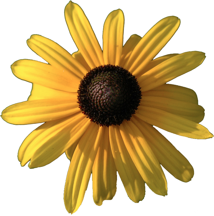 Yebbi-gongju Transparent Flowers, Eyes, Black Eyed - Black Eyed Susan Transparent Clipart (805x768), Png Download