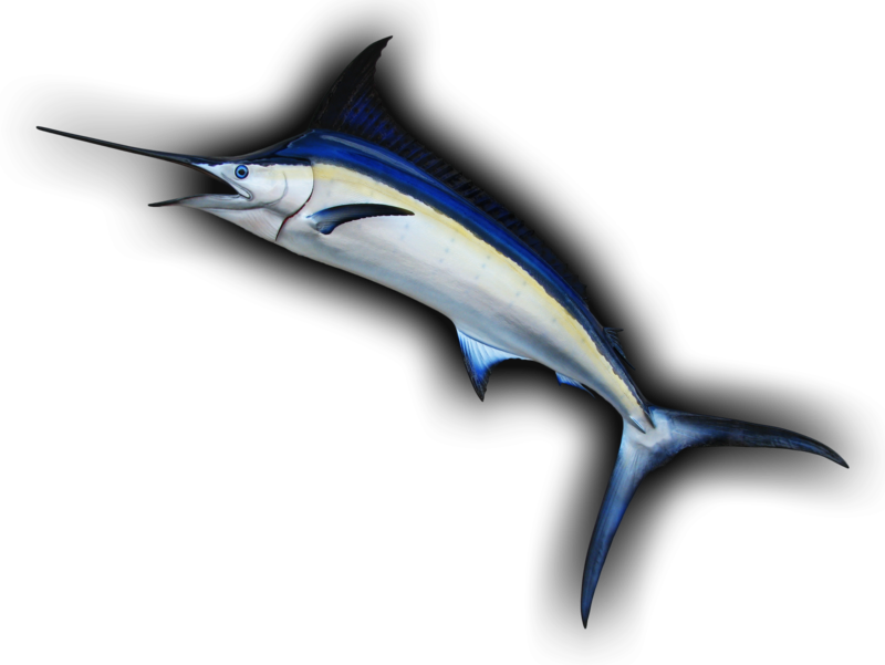 Blue Marlin Leaping Curve Fish Mount Replica - Atlantic Blue Marlin Clipart (800x601), Png Download
