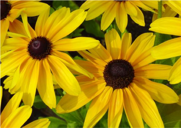 Black-eyed Susans Flowers Are Also Called As Gloriosa - Black Eyed Susans Clipart (631x651), Png Download