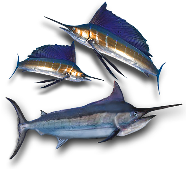 Atlantic Blue Marlin Clipart (650x591), Png Download