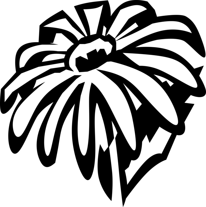 Vector Illustration Of Black-eyed Susan Botanical Flowering - Clip Art - Png Download (698x700), Png Download