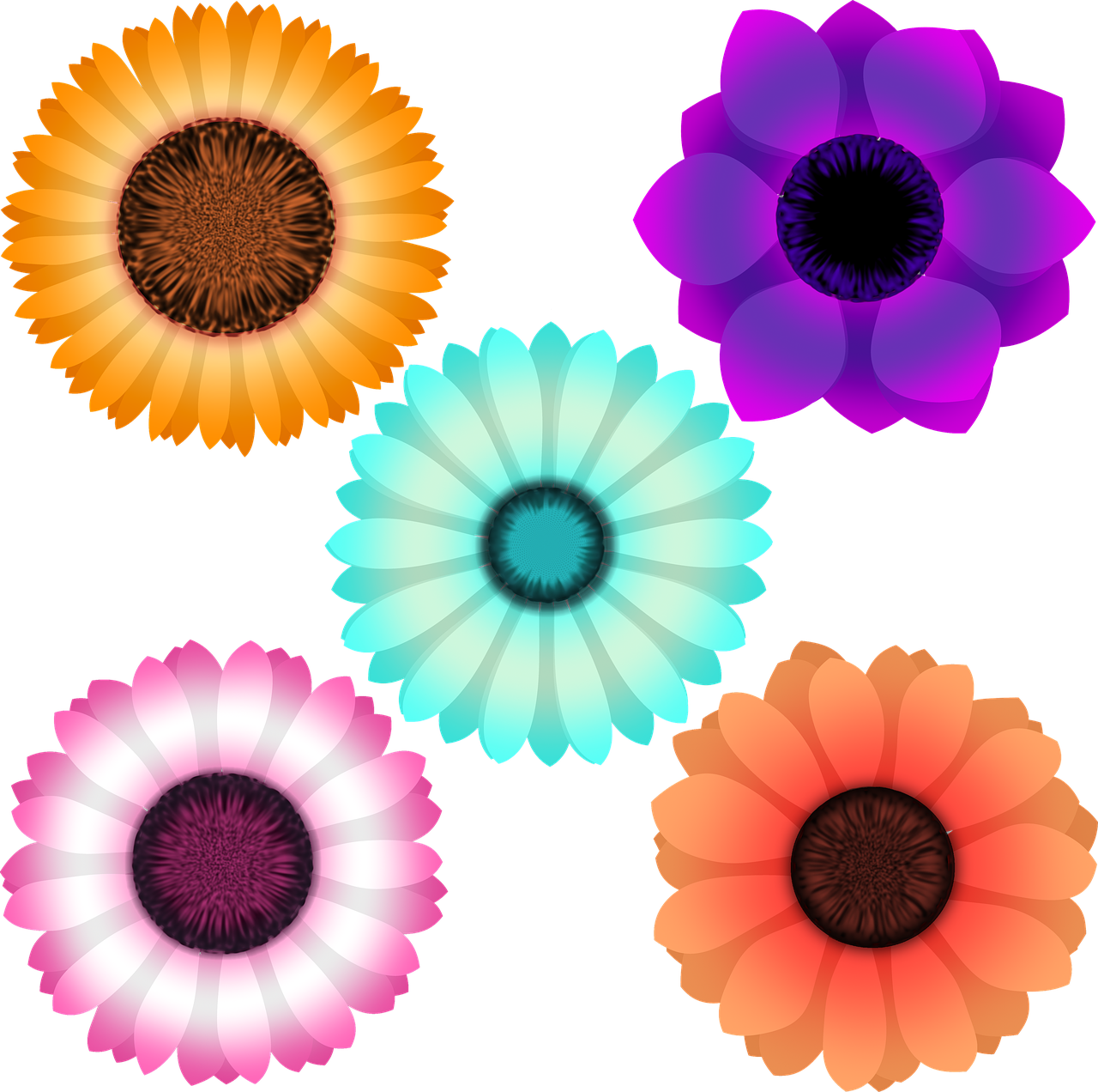 Susan - Hoa Đồng Tiền Png Clipart (1280x1272), Png Download